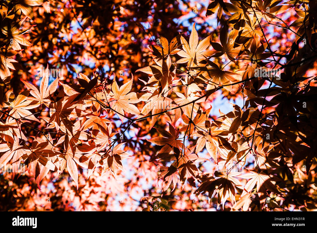 Japanese maple in autumn. Stock Photo