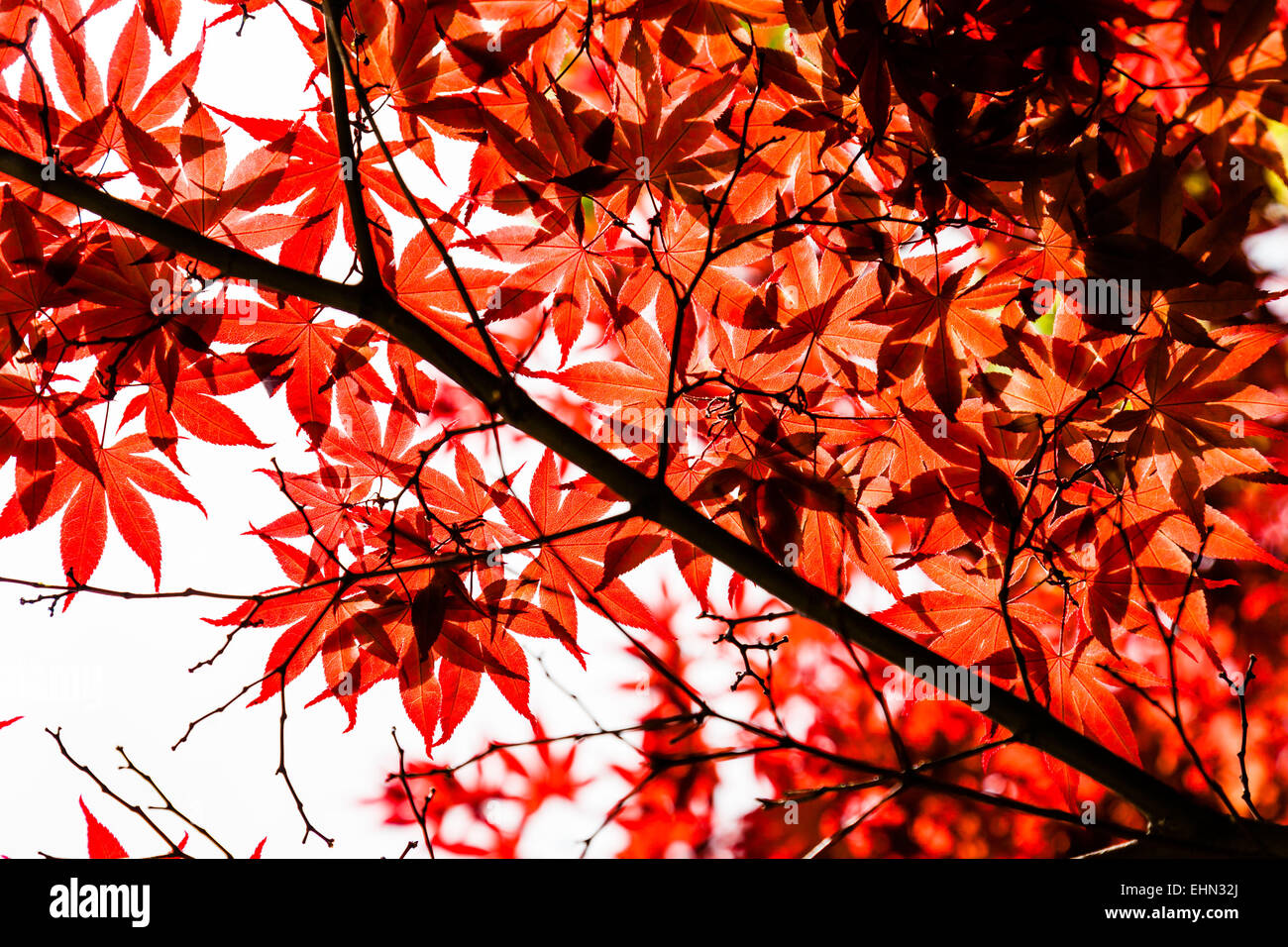 Japanese maple in autumn. Stock Photo