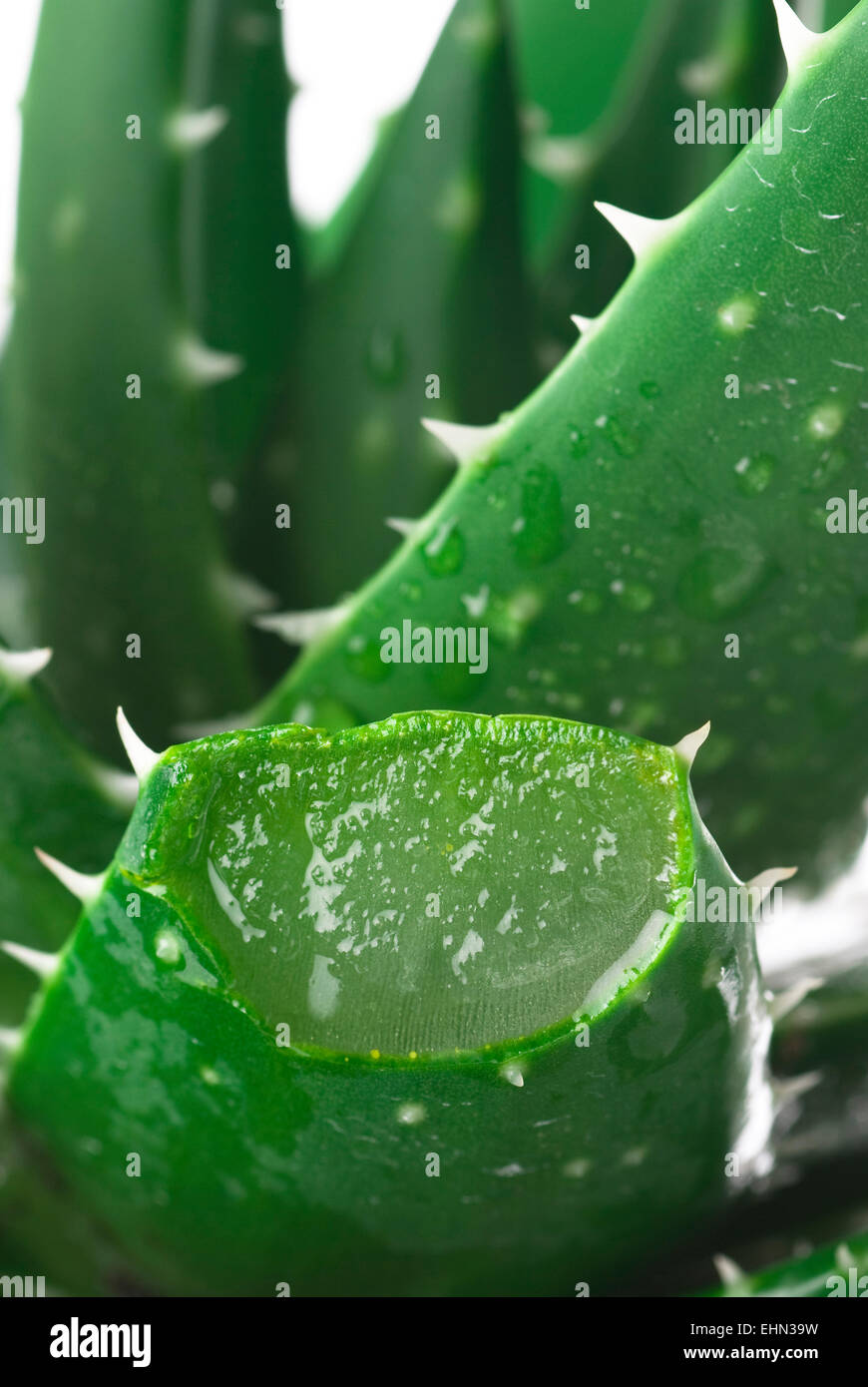 Aloe vera plant close up with water drops. Stock Photo