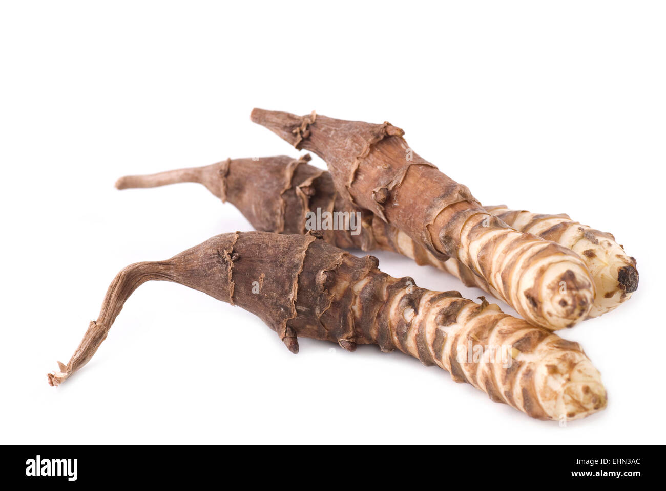Vivid Where Can I Buy Jerusalem Artichoke Design for Your Screen Vivid Where Can I Buy Jerusalem Artichoke Design for Your Screen