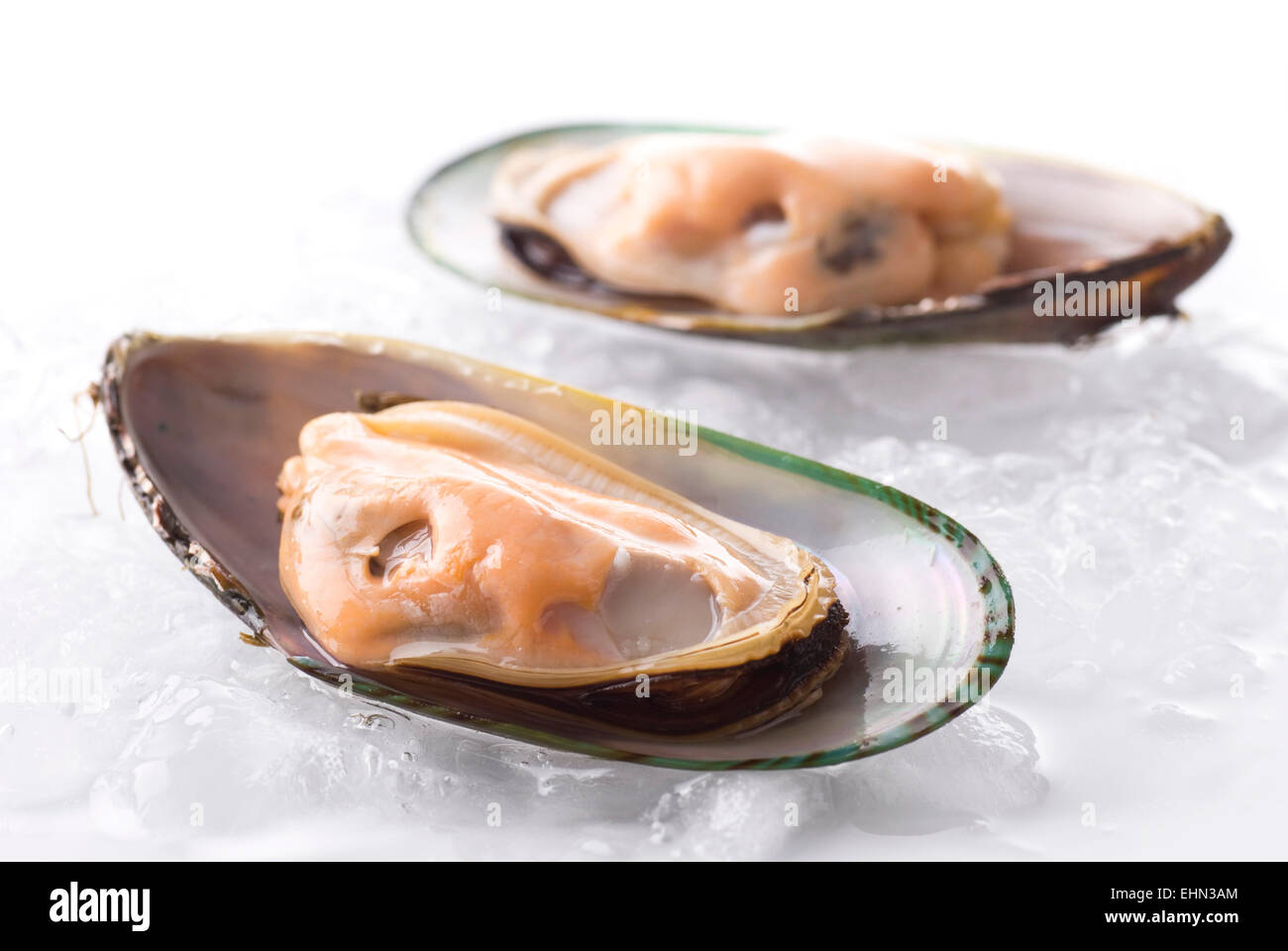 Two green mussels on ice. Stock Photo