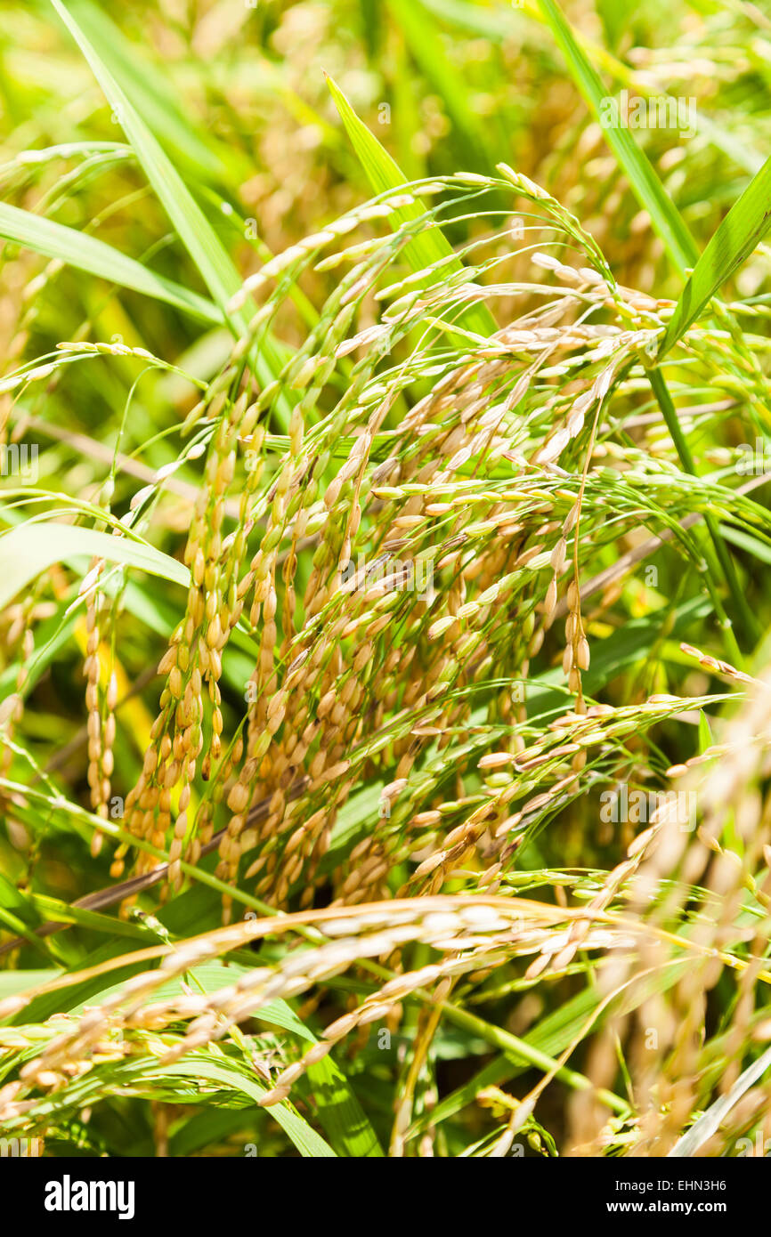 Rice field, India Stock Photo - Alamy