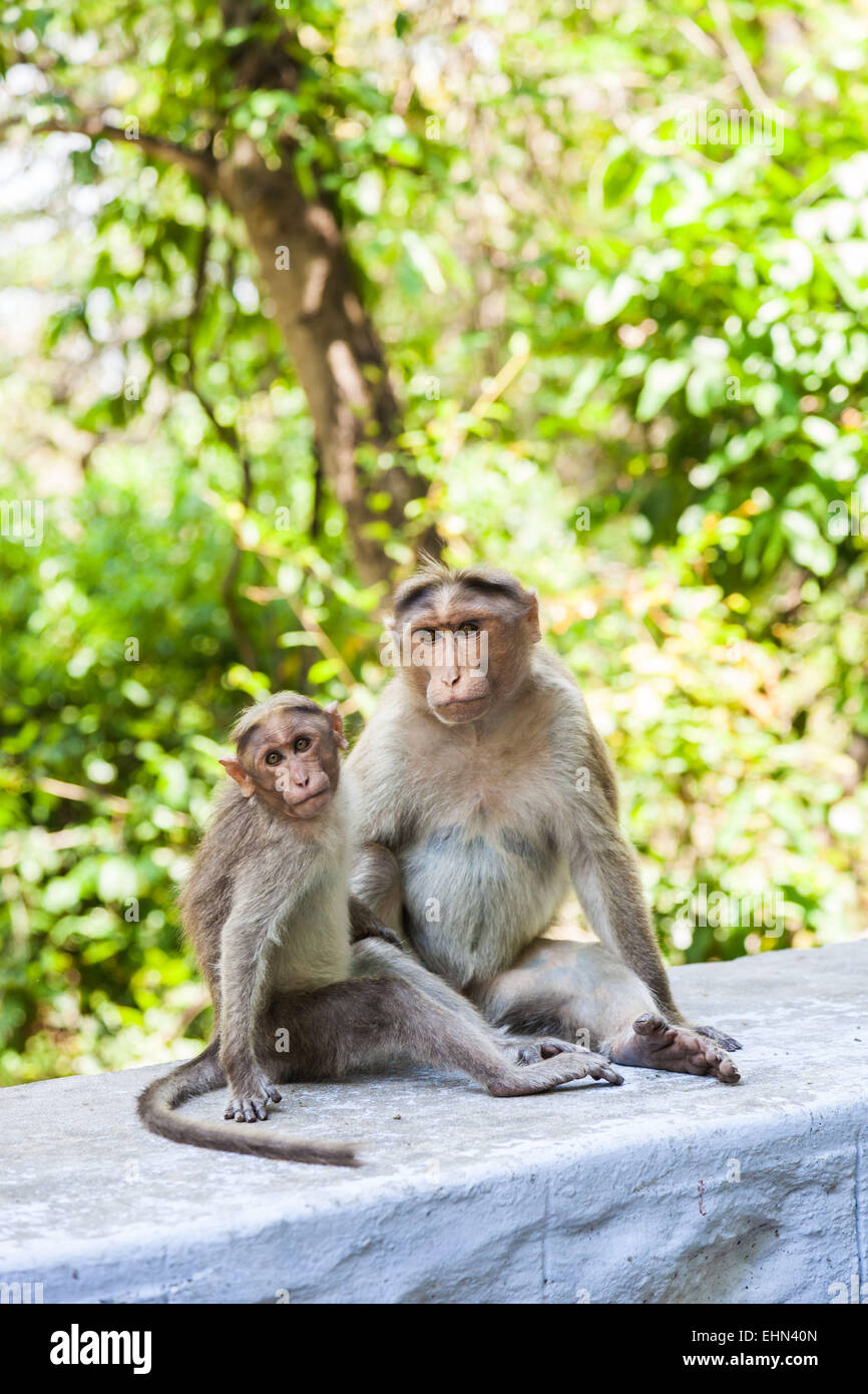Monkey on road hi-res stock photography and images - Alamy