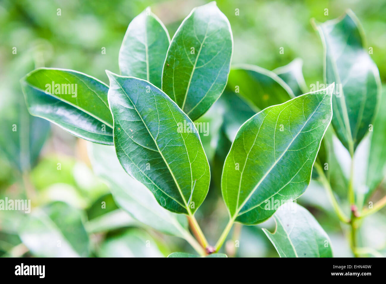 Leaves of camphor tree (Cinnamomum camphora ). Stock Photo