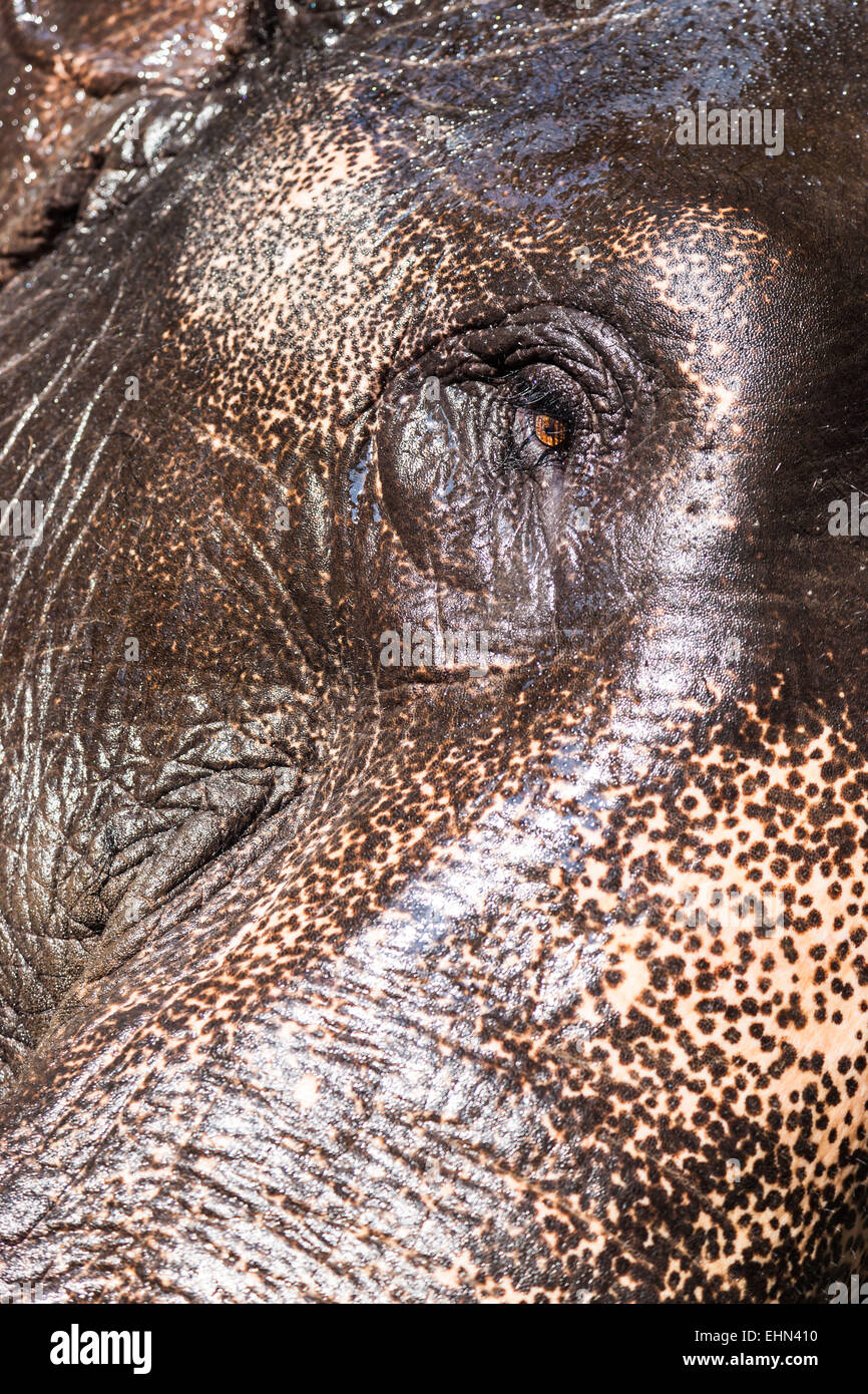 Elephant eye, India. Stock Photo