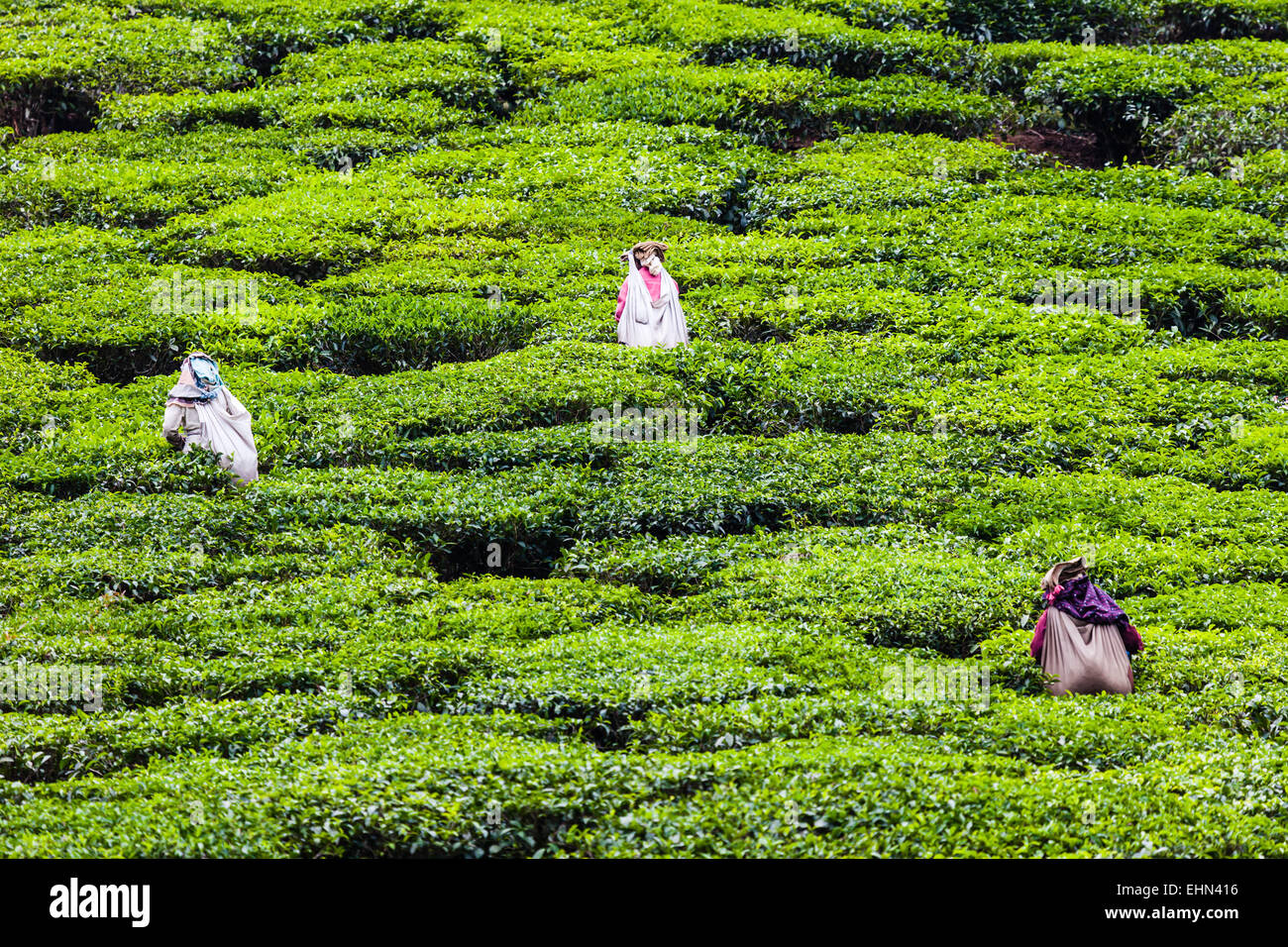 Tea Culture, India Stock Photo Alamy