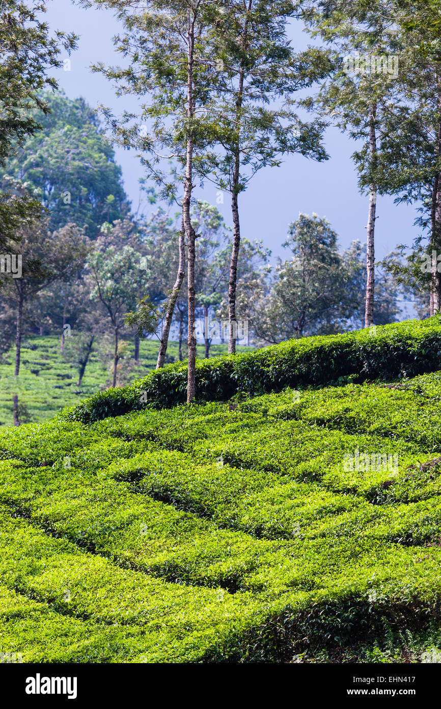 Tea Culture, India Stock Photo Alamy