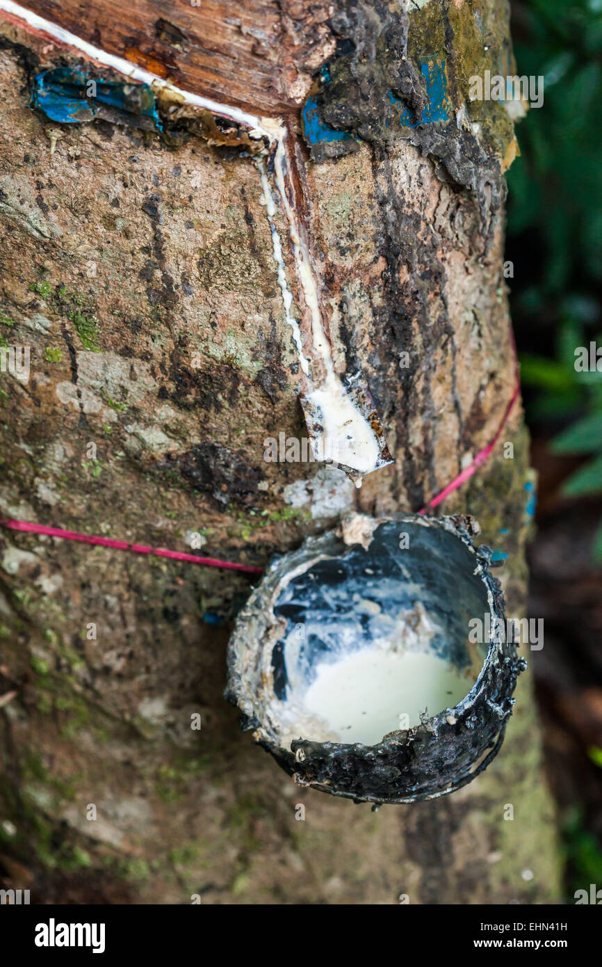 Rubber tree (Hevea sp.) that has been cut to make it release its milky sap (latex), India. Stock Photo