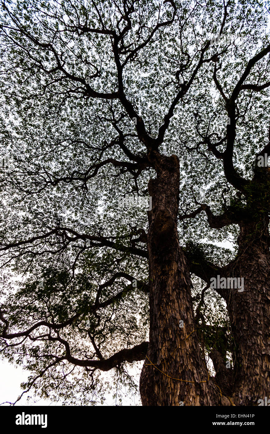 Tree branches. Stock Photo