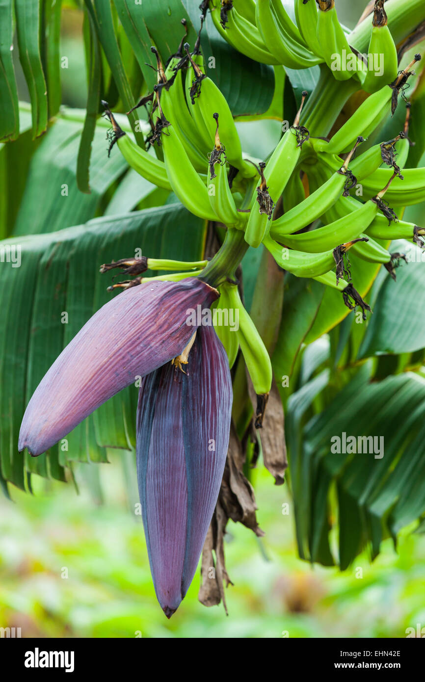 Flower of banana tree Stock Photo Alamy