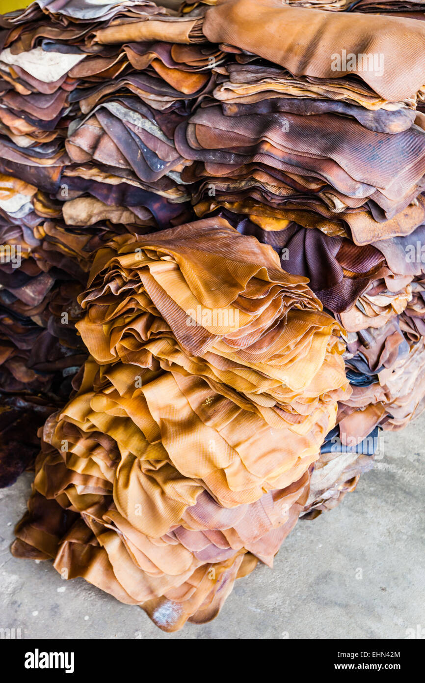 Artisanal transformation of latex from the Rubber tree (Hevea sp.) en sheets, India. Stock Photo
