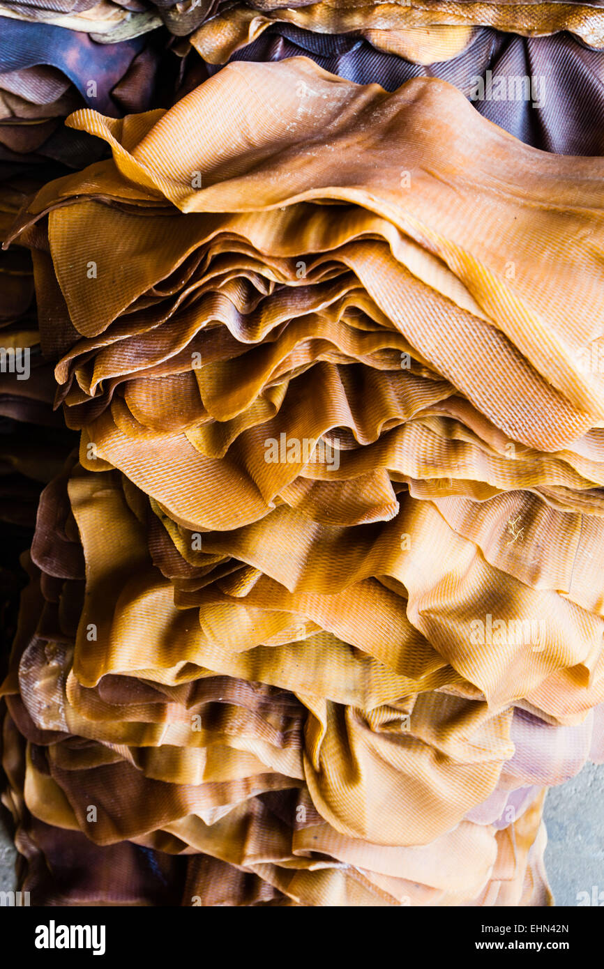 Artisanal transformation of latex from the Rubber tree (Hevea sp.) en sheets, India. Stock Photo
