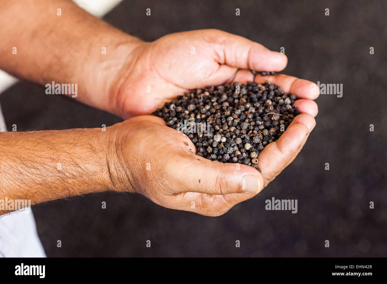 India cultivation hires stock photography and images Alamy
