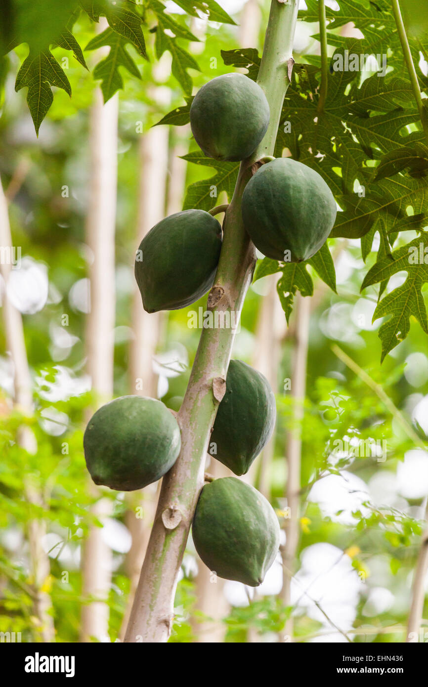 Papaya in India Stock Photo Alamy