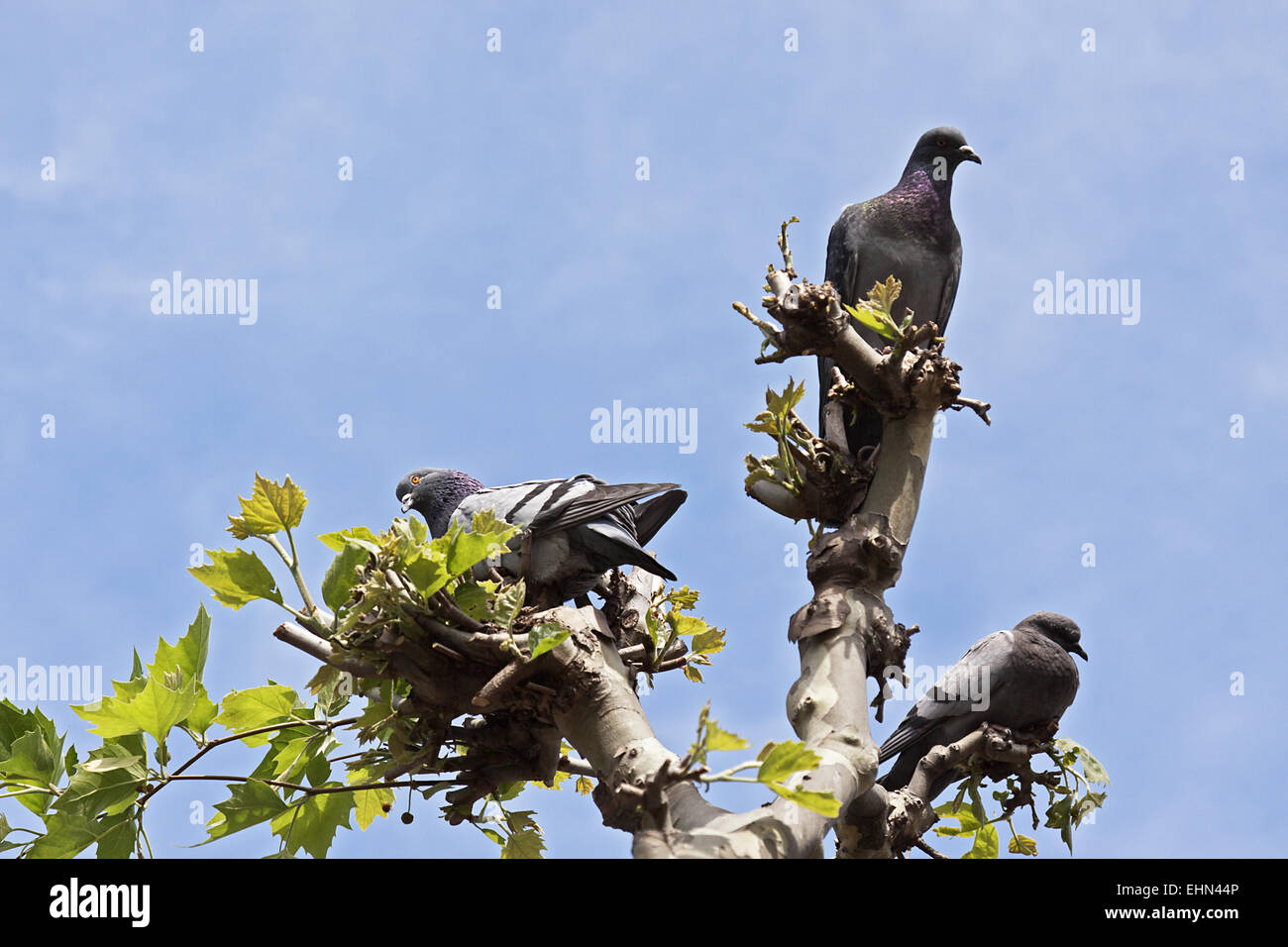 Pigeons Stock Photo
