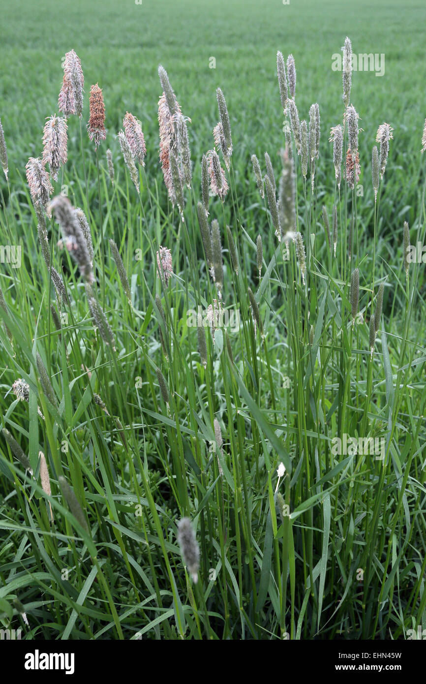Alopecurus pratensis, meadow foxtail Stock Photo