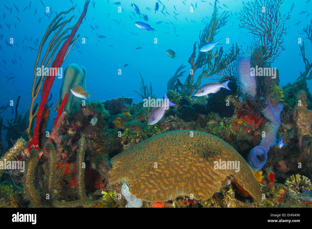 School of Creole Wrasse (Clepticus parrae) Over a Tropical Coral Reef ...