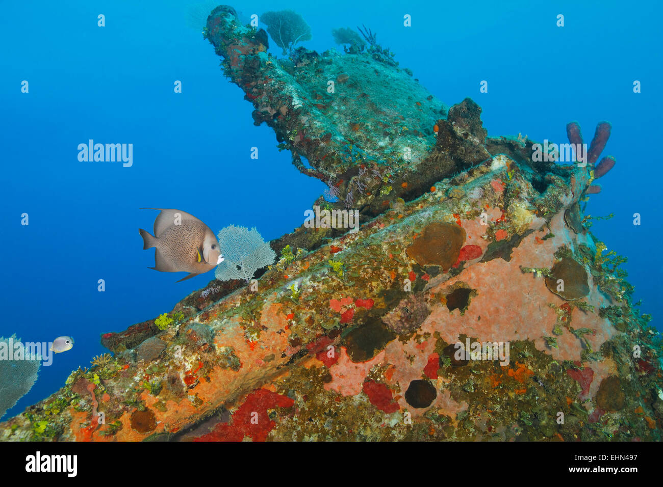 Gray Angelfish and Foureye Butterflyfish swimming over a coral encrusted shipwreck - Roatan, Honduras Stock Photo