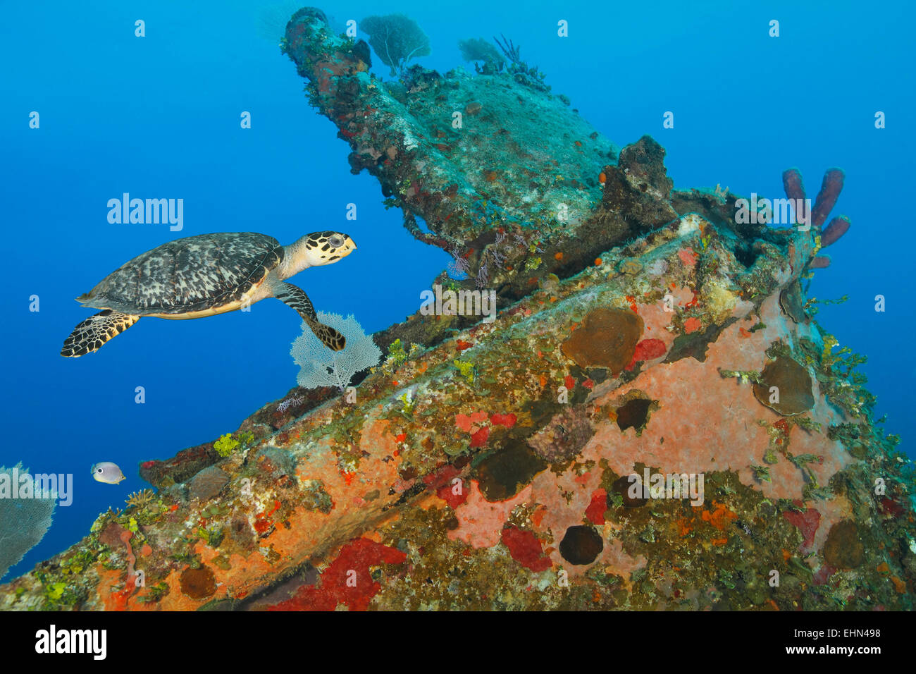 Hawksbill Turtle (Eretmochelys imbricata) swimming over a coral encrusted shipwreck - Roatan, Honduras Stock Photo
