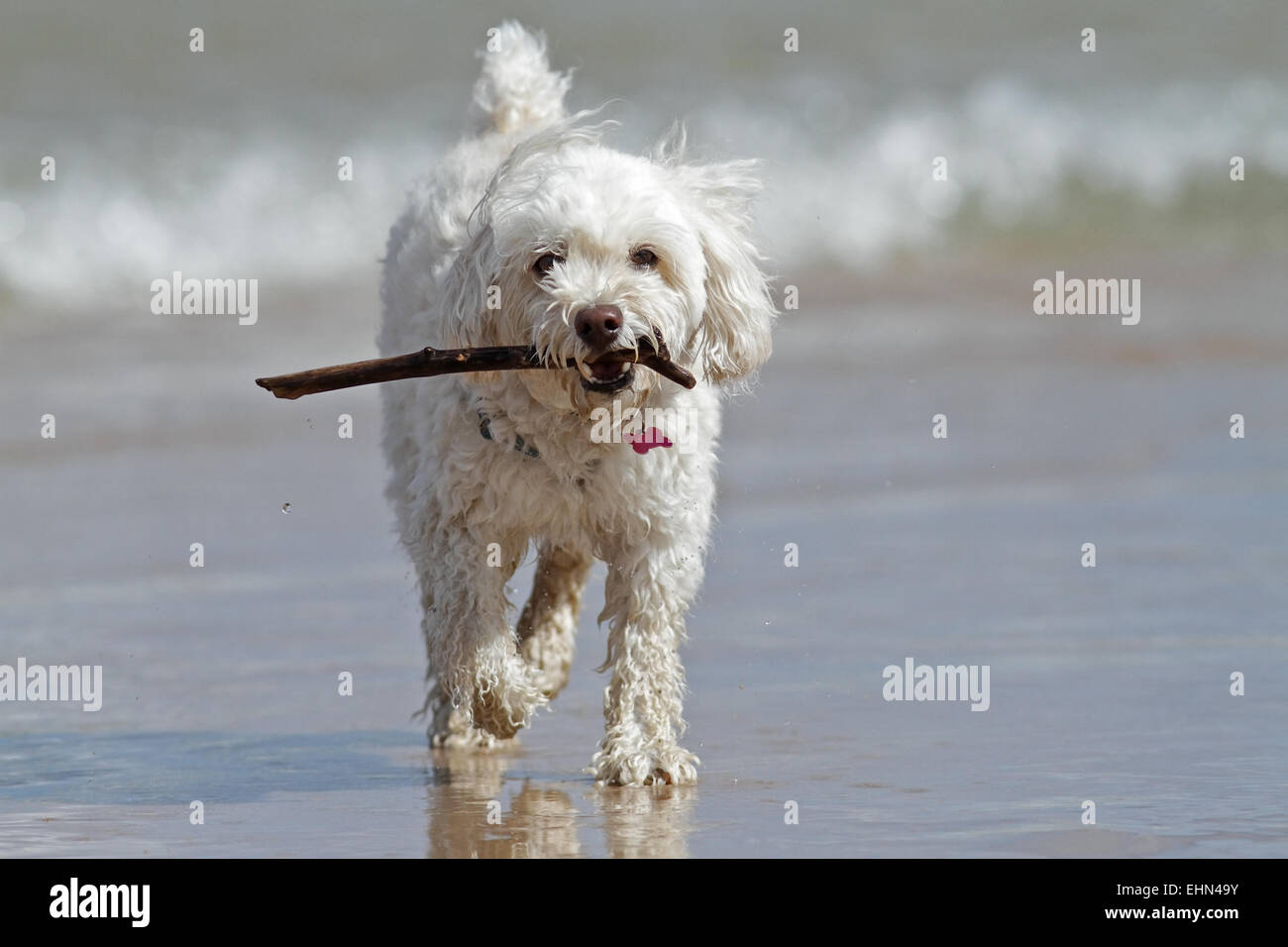 White Cockapoo Dog Carrying a Stick at the Beach - Lake Huron, Canada ...