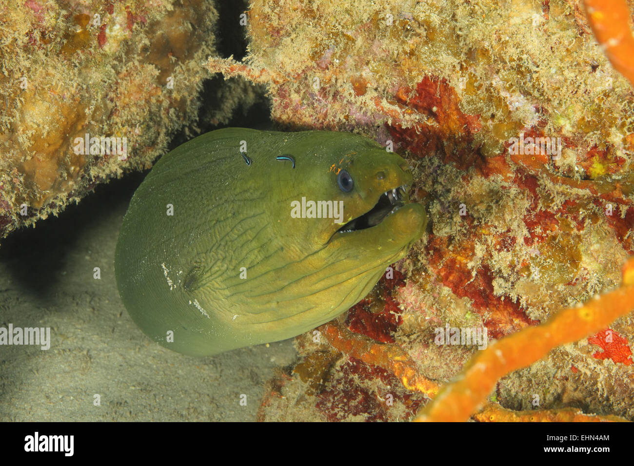 Green Moray (Gymnothorax funebris) being cleaned by a pair of Neon Gobies (Gobiosoma oceanops) - Roatan, Honduras Stock Photo