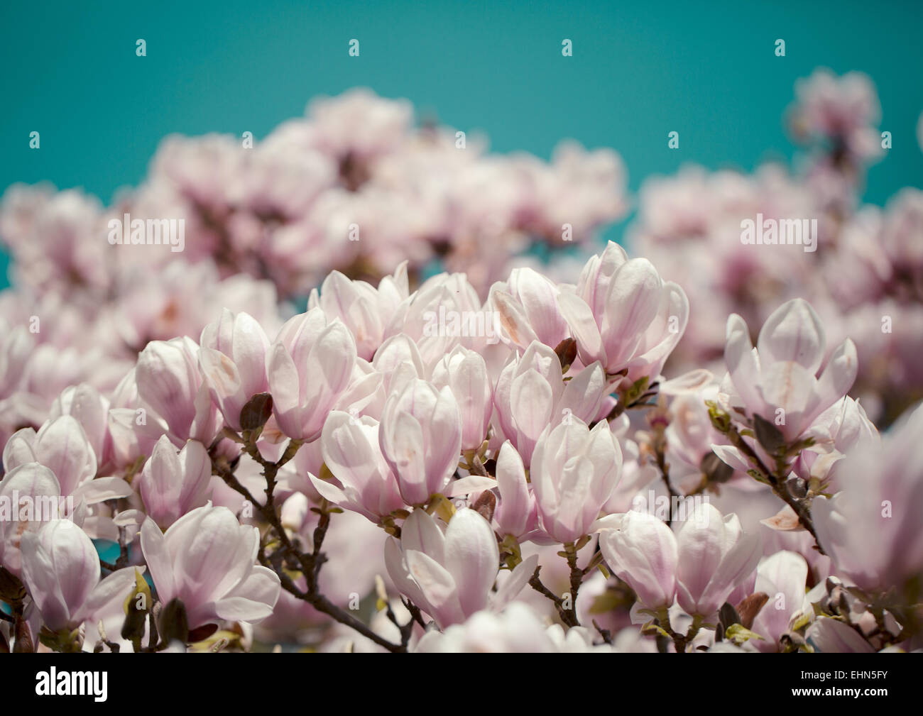 Magnolienbaum blume hi-res stock photography and images - Alamy
