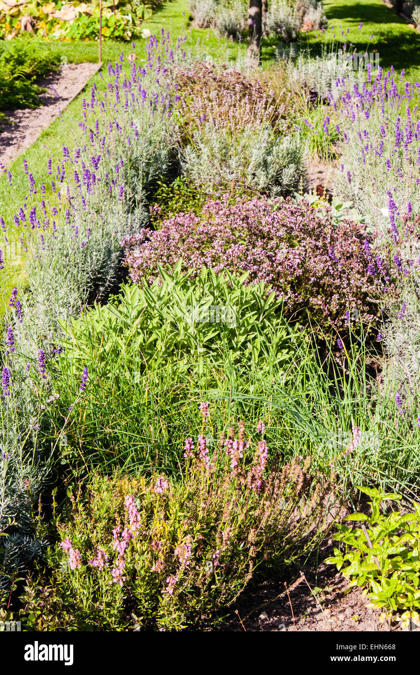Herb garden hi-res stock photography and images - Alamy