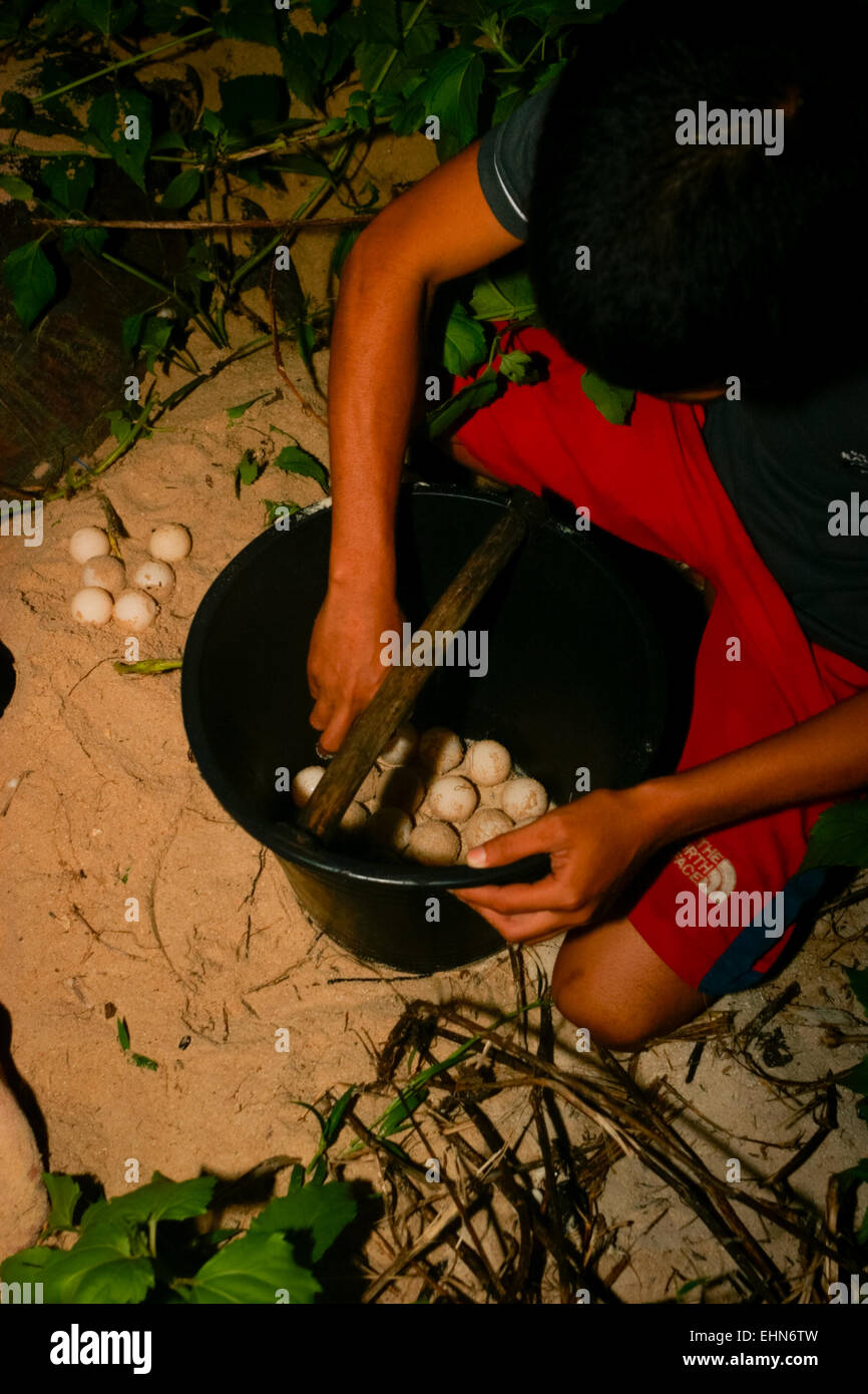 Green sea turtle eggs collecting hires stock photography and images