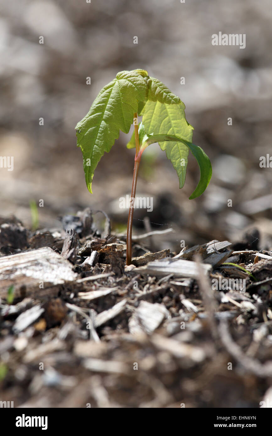 Acer pseudoplatanus, Sycamore Maple Stock Photo