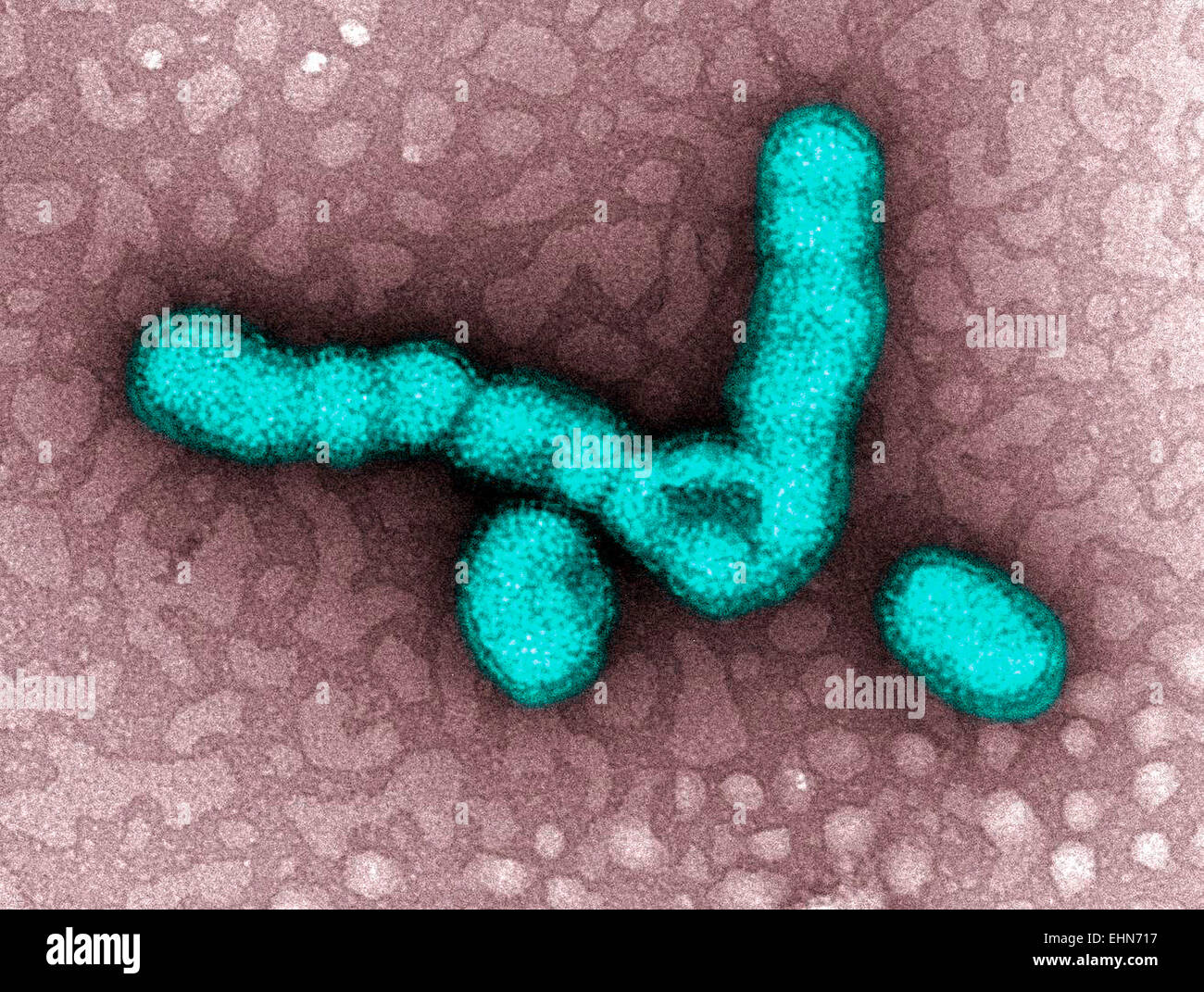 Transmission Electron Micrograph (TEM) depicts numbers of H1N1 influenza virus particles. Stock Photo
