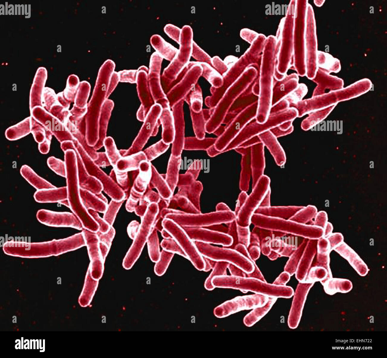 Mycobacterium tuberculosis bacteria, These Gram-positive rod-shaped bacteria cause the disease tuberculosis, colorized scanning electron micrograph (SEM). Stock Photo