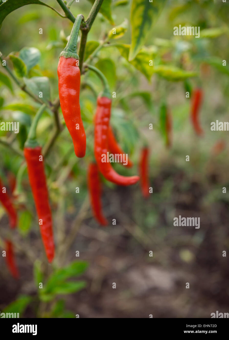 India Pepper Field High Resolution Stock Photography and Images - Alamy