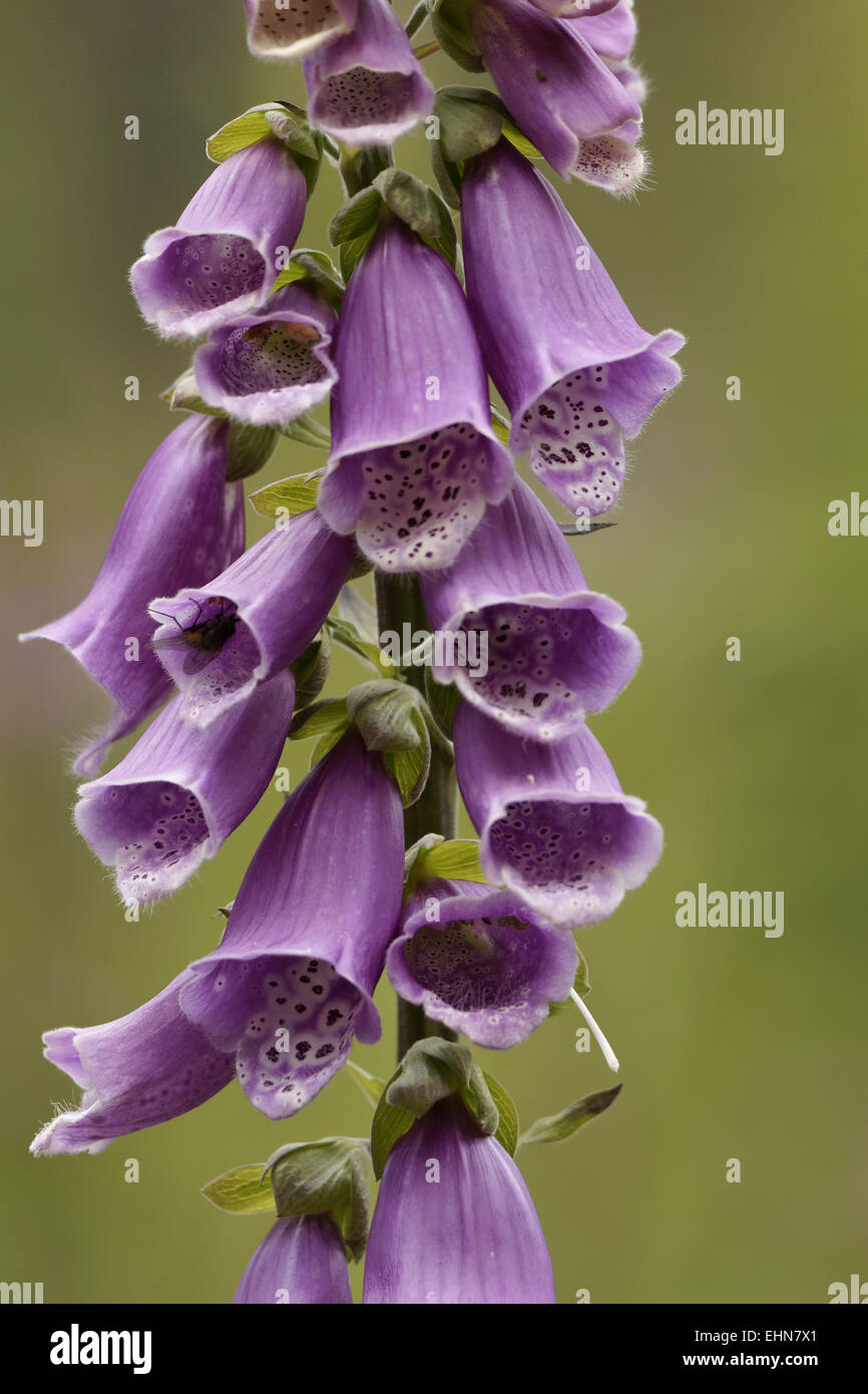 common foxglove, Digitalis purpurea Stock Photo