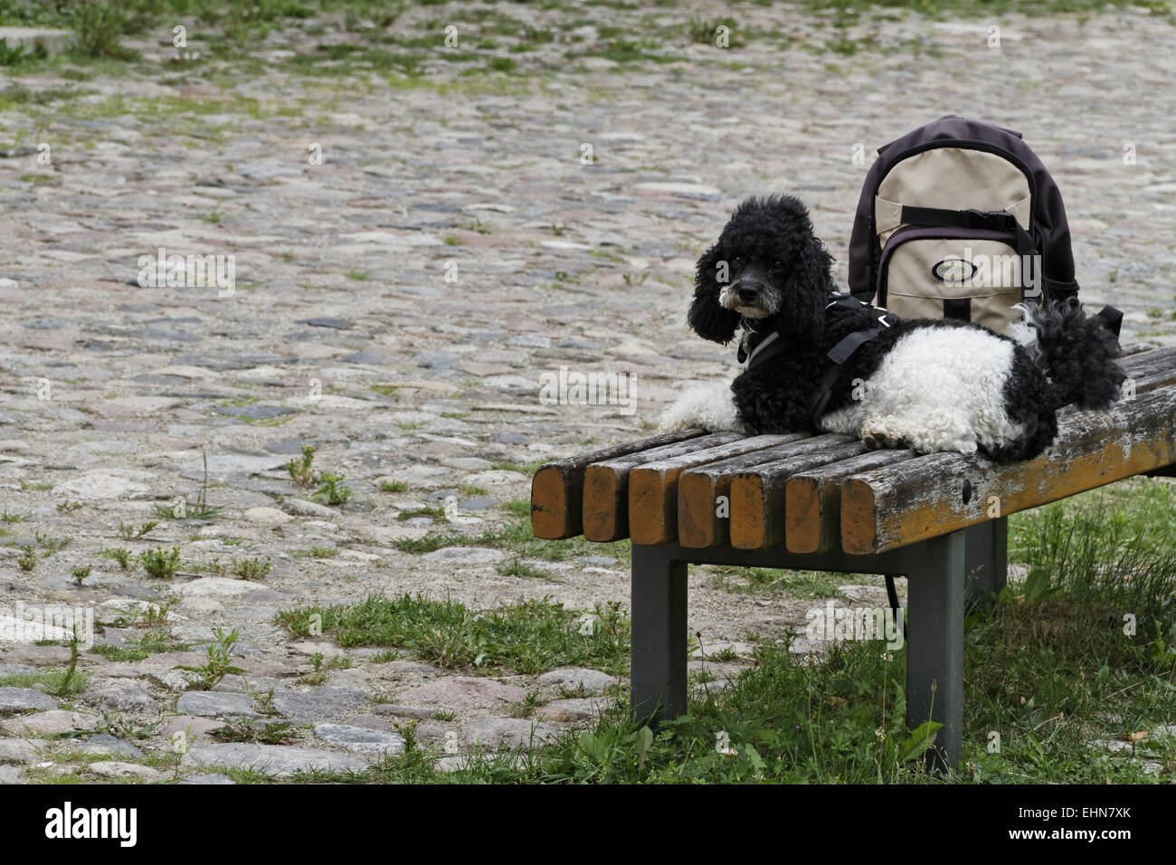 Watchdog hi-res stock photography and images - Alamy