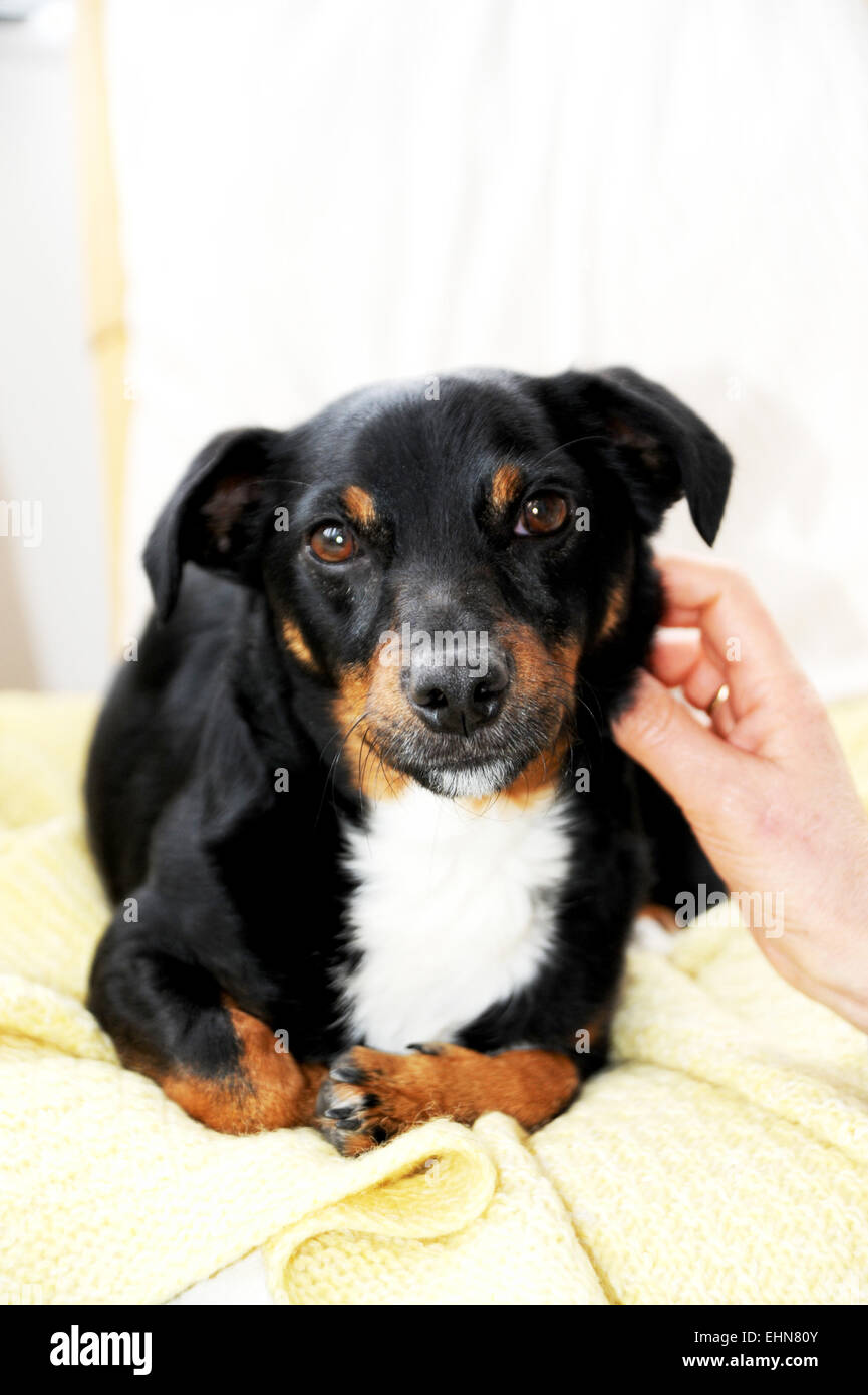 Young Jack Russell dog being petted sitting on lap of old age pensioner woman at home Stock