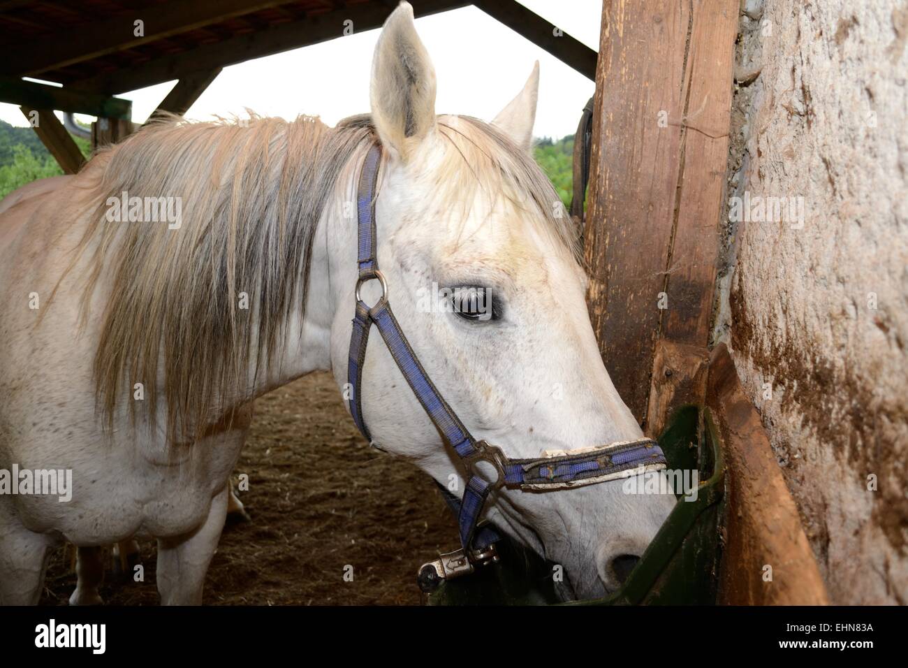 Horse during feeding Stock Photo Alamy