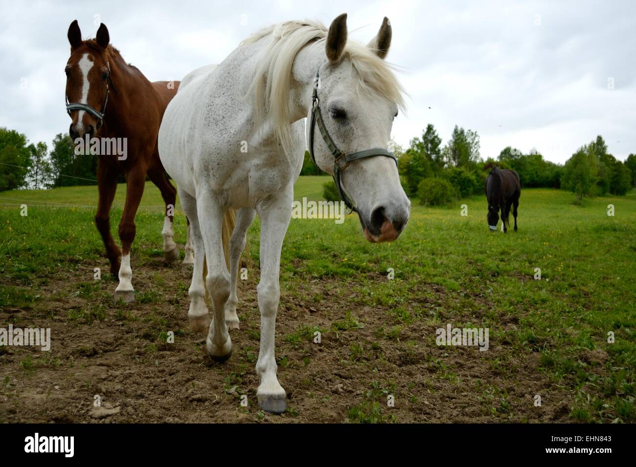 Horses grazing in the meadow Stock Photo