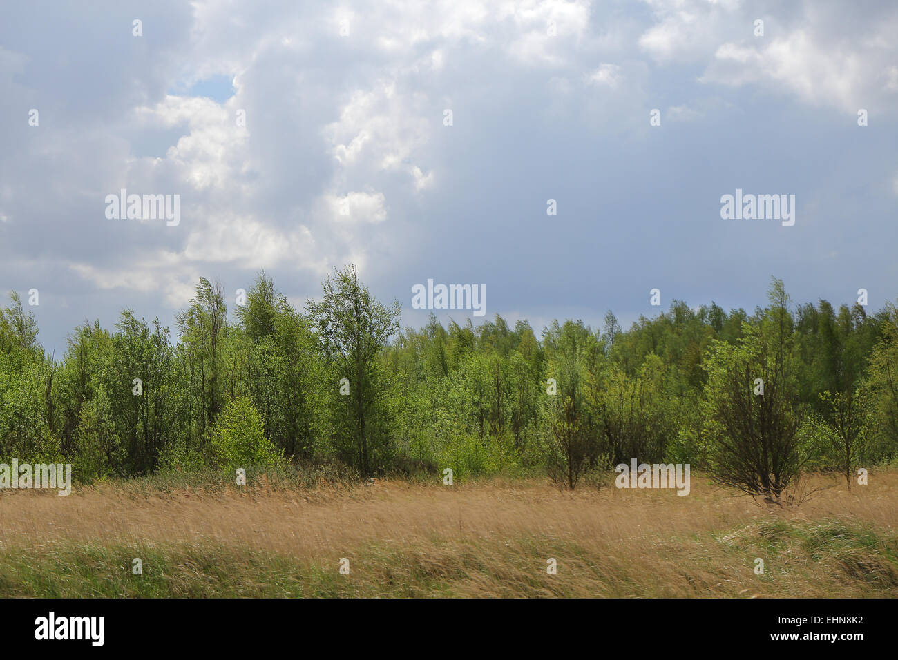Trees in the foreland Stock Photo Alamy