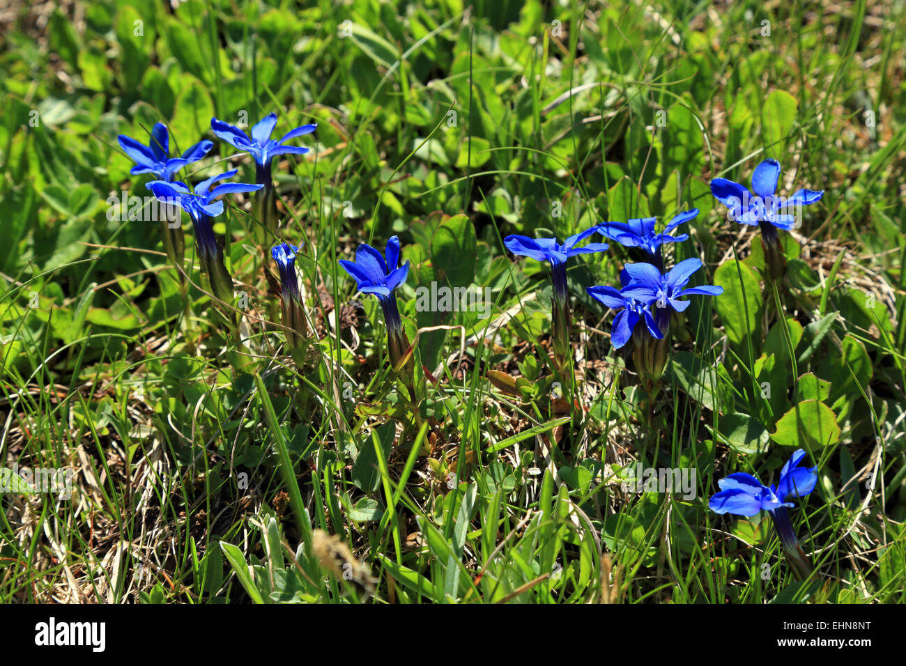 Spring Gentian (Gentiana verna) Stock Photo