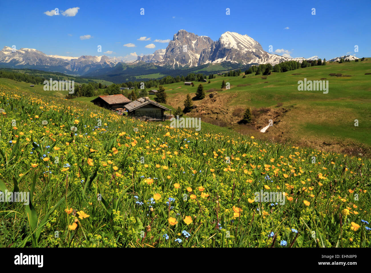 Spring flower meadow Seiser Alm, / Alpe di Siusi Stock Photo