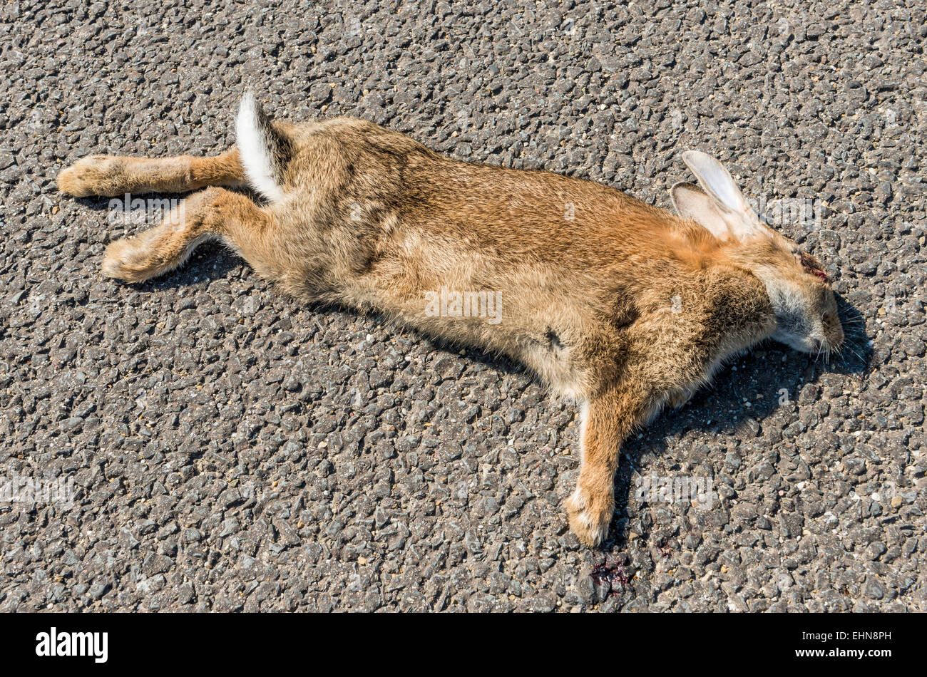 Rabbit traffic casualty on the asphalt of a street. Stock Photo