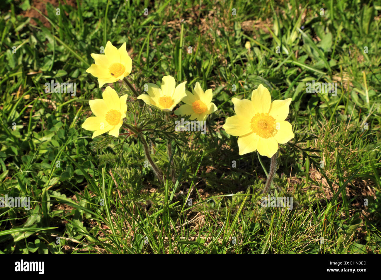 Alpine Globeflower (Trollius Europaeus ) Stock Photo