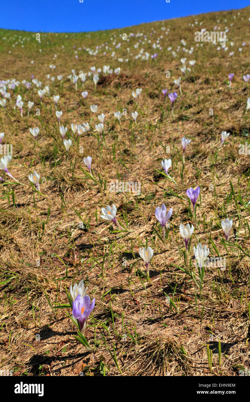 Crocus flowers (Crocus vernus) Seiser Alm, / Alpe di Siusi Stock Photo