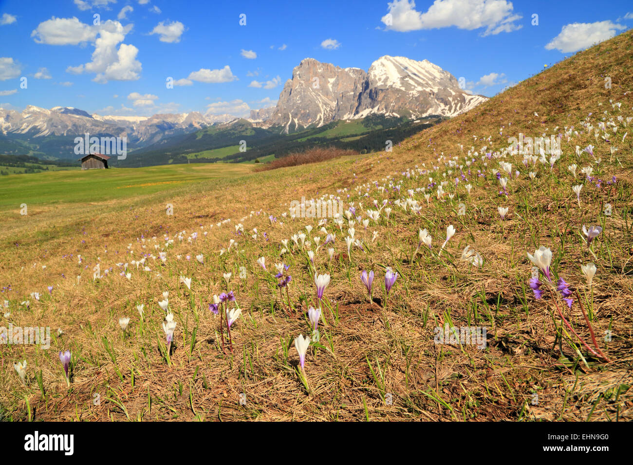 Crocus flowers (Crocus vernus) Seiser Alm / Alpe di Siusi Stock Photo