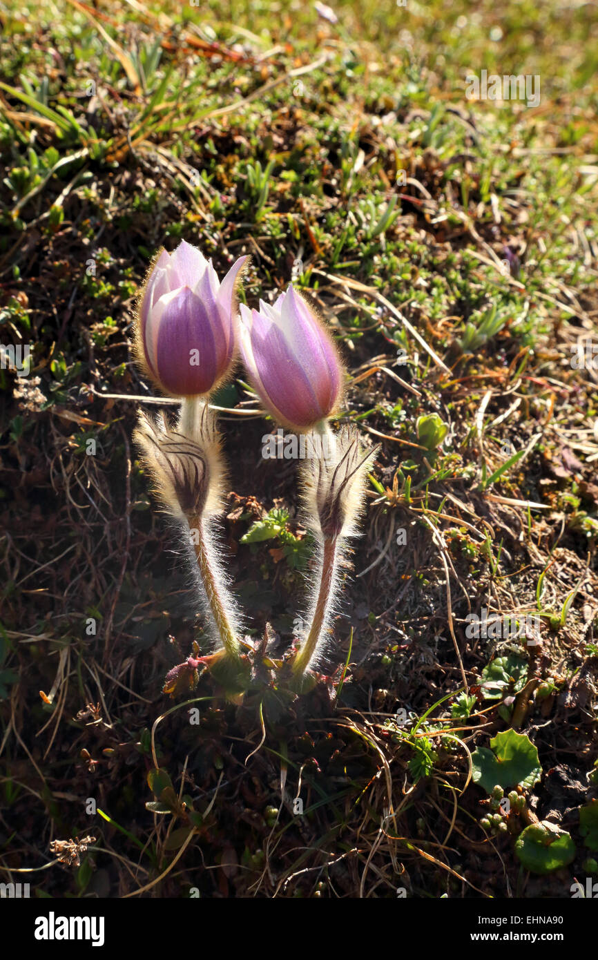 Spring Pasque Flower (Pulsatilla vernalis) Stock Photo