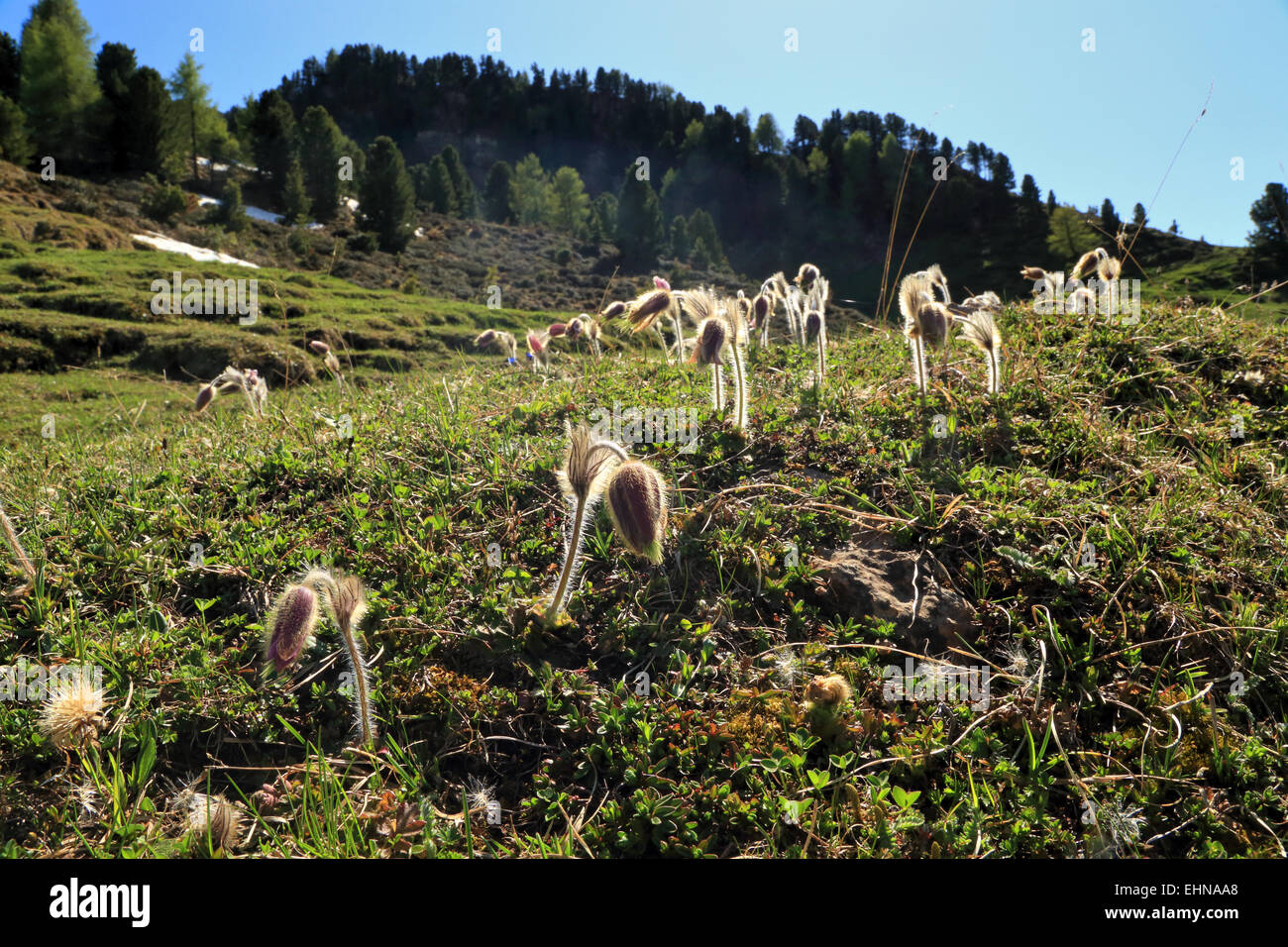 Spring Pasque Flower (Pulsatilla vernalis), Seiser Alm / Alpe di Siusi Stock Photo