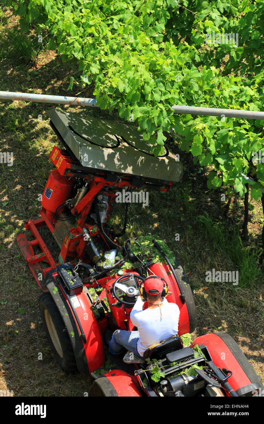 Leaf removal hi res stock photography and images Alamy