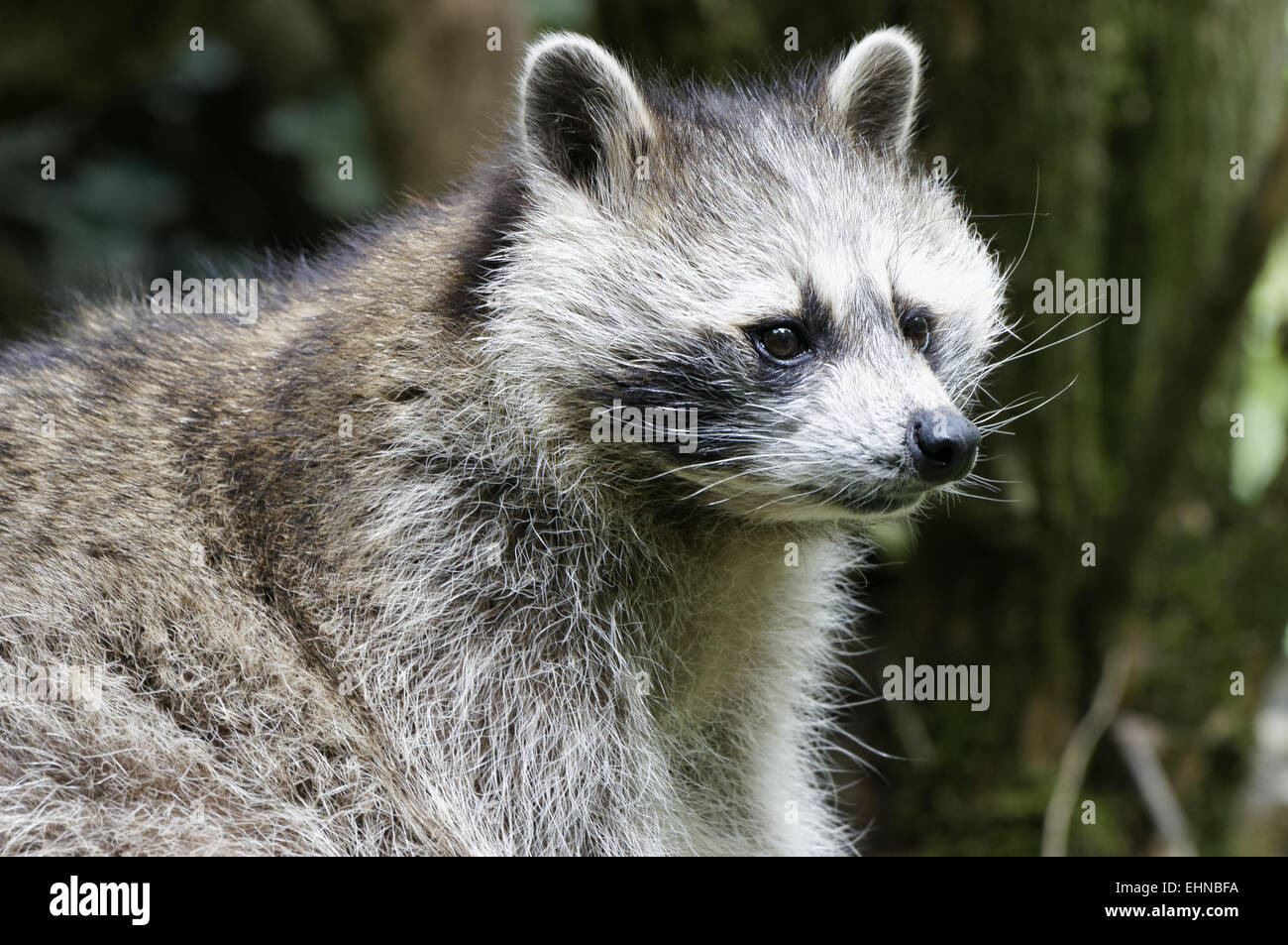 North American raccoon, Procyon lotor Stock Photo