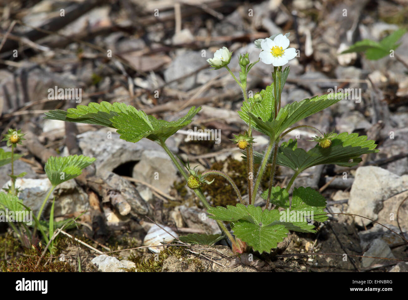 Musk strawberry, Fragaria moschata Stock Photo