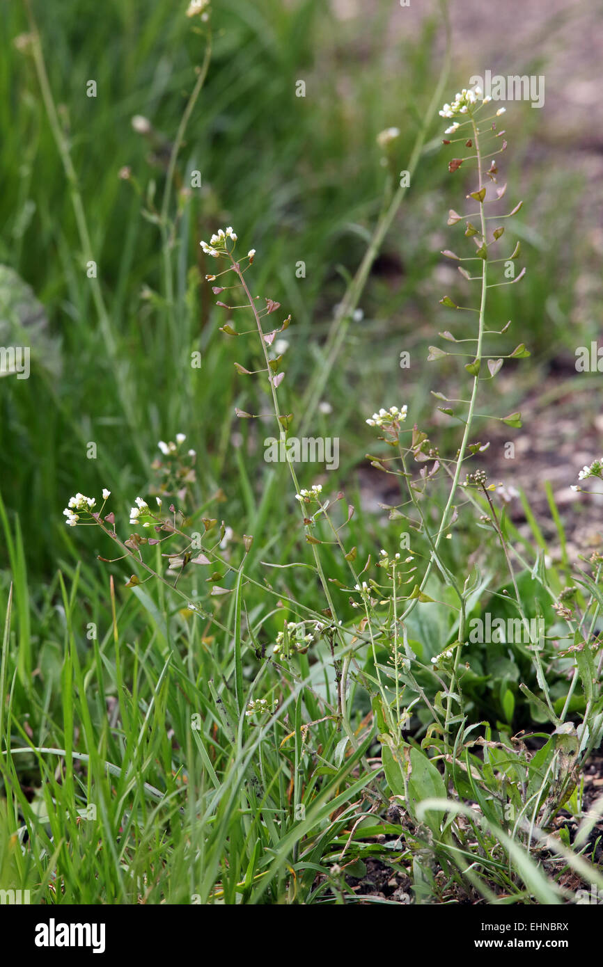 Shepherd's purse, Capsella bursa-pastoris Stock Photo